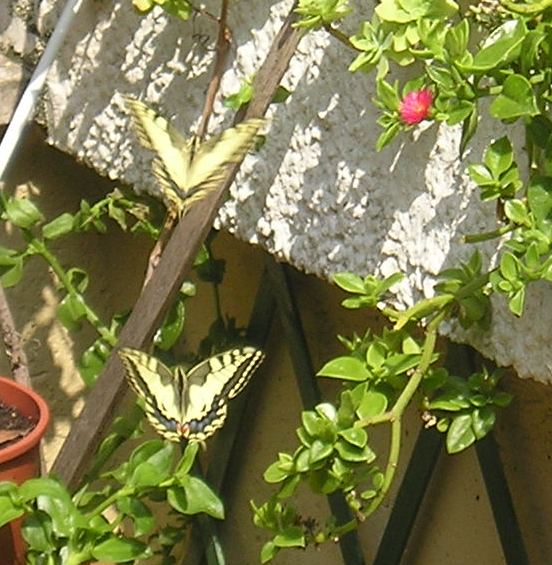 splendide farfalle gardesane